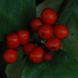 センリョウの写真